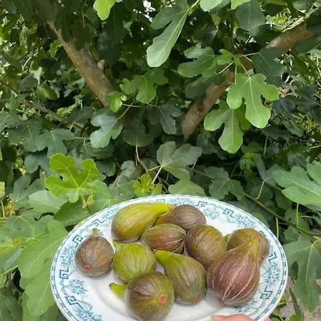 Roulage Ferme 18eme Jardin Parking Normandie 别墅 *