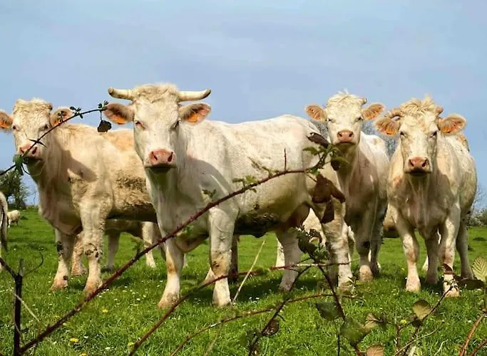 Roulage Ferme 18eme Jardin Parking Normandie *